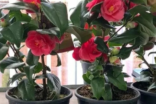 为什么山茶花打骨朵迟迟不开,可能是光照不足所致