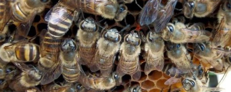 买来的处女蜂怎样介入无王群，最安全的办法是用囚王笼介王