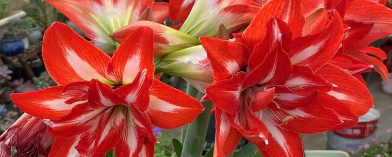朱顶红的开花时间，花期多为5-6月份