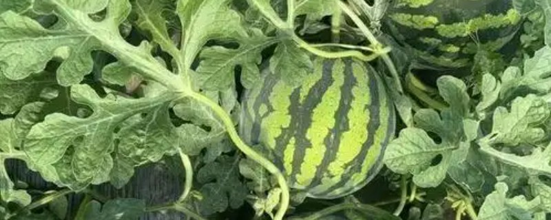 西瓜的移栽注意事项，要长出5片以上真叶时再进行移栽