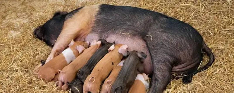 老母猪不吃食的原因，可能是便秘所致