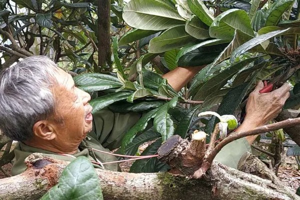 枇杷树如何种植，要选取颗粒饱满、健康的种子
