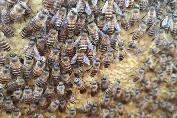 买来的处女蜂怎样介入无王群，最安全的办法是用囚王笼介王