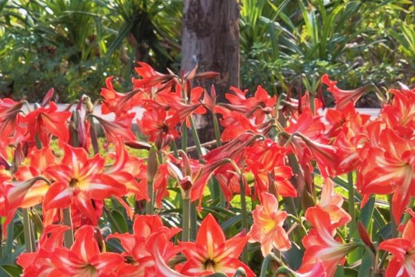朱顶红的开花时间，花期多为5-6月份