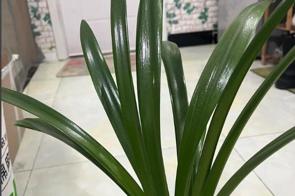 朱顶红的开花时间，花期多为5-6月份