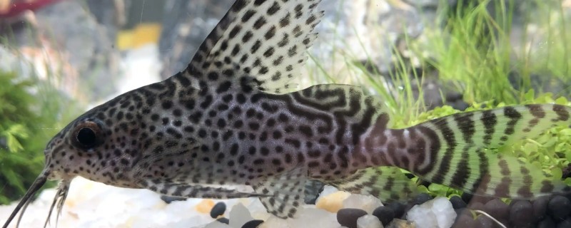 哪些鱼可以改善水质，有清道夫、黑线飞狐、金苔鼠等