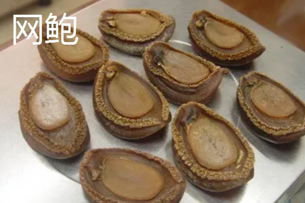 鲍鱼的生长环境，生活在海藻繁茂的岩礁地带
