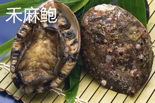 鲍鱼的生长环境，生活在海藻繁茂的岩礁地带