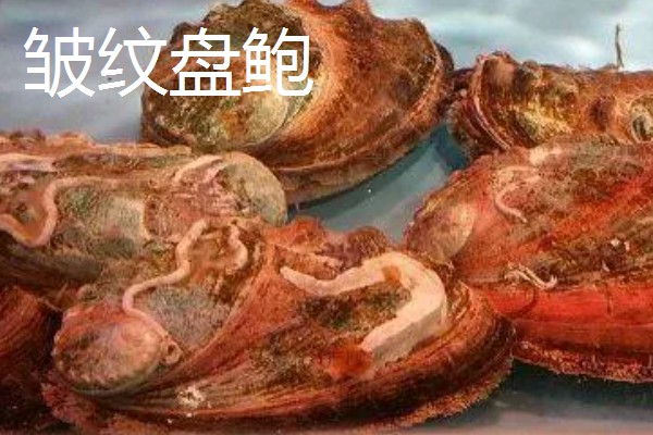 鲍鱼的生长环境，生活在海藻繁茂的岩礁地带