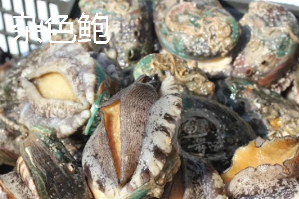 鲍鱼的生长环境，生活在海藻繁茂的岩礁地带