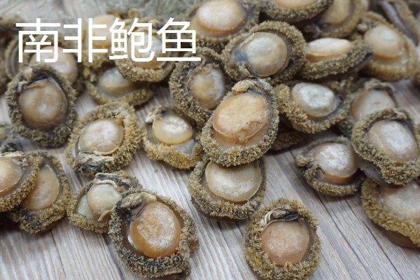 鲍鱼的生长环境，生活在海藻繁茂的岩礁地带