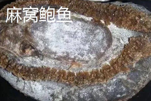 鲍鱼的生长环境，生活在海藻繁茂的岩礁地带