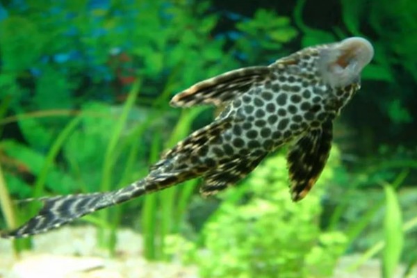 哪些鱼可以改善水质,有清道夫、黑线飞狐、金苔鼠等