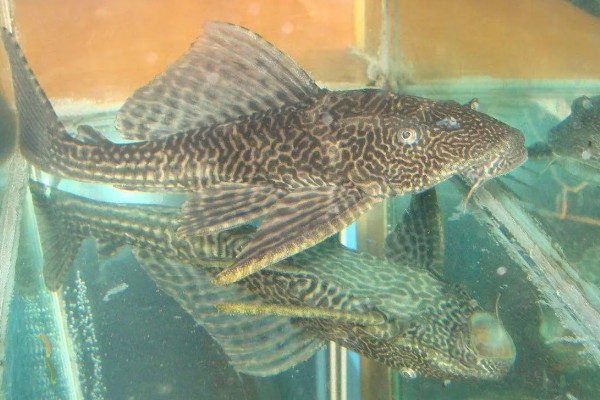 哪些鱼可以改善水质,有清道夫、黑线飞狐、金苔鼠等