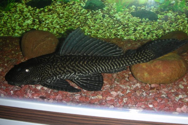 哪些鱼可以改善水质,有清道夫、黑线飞狐、金苔鼠等