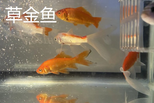 哪些鱼可以改善水质,有清道夫、黑线飞狐、金苔鼠等