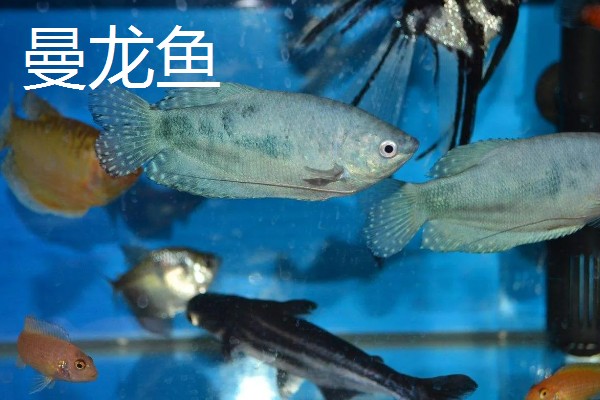 哪些鱼可以改善水质,有清道夫、黑线飞狐、金苔鼠等