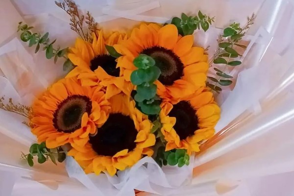 向日葵的花语，寓意忠诚的爱、沉默的爱等