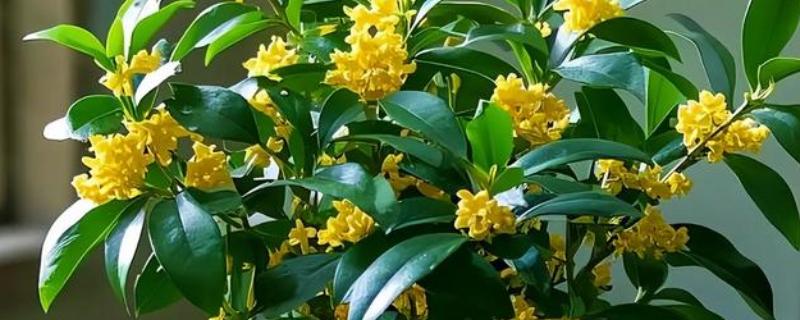 哪些品种的桂花适合家庭盆栽，推荐秋桂、天香台阁桂花等