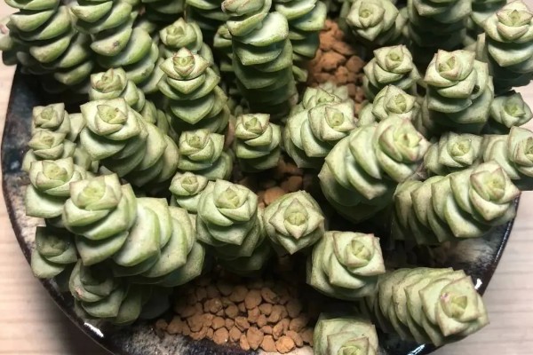 怎么养金钱串，可选择使用茎节进行扦插