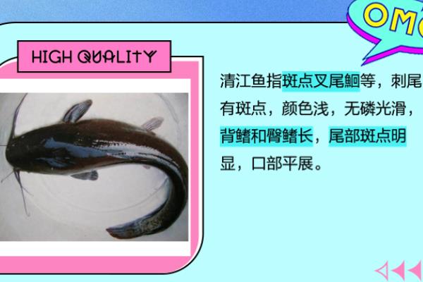 鮰鱼和清江鱼的区别，鮰鱼是指长吻鮠、后者是指产于湖北清江库区的鱼