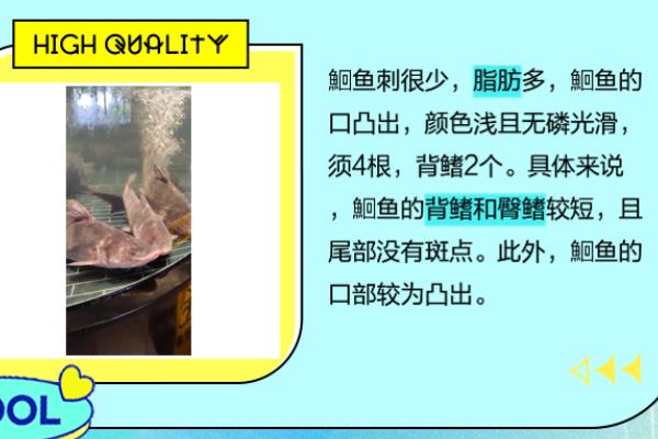 鮰鱼和清江鱼的区别，鮰鱼是指长吻鮠、后者是指产于湖北清江库区的鱼