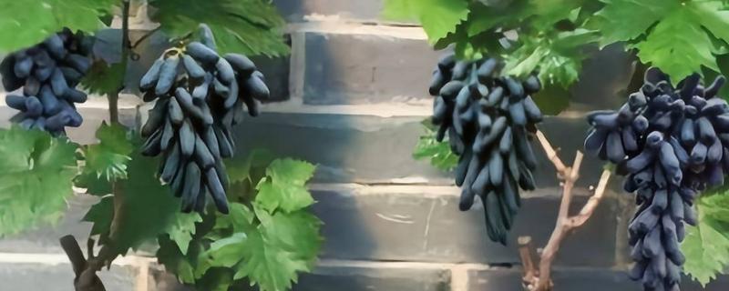 盆栽葡萄什么时候种植好，适宜的生长温度在15-25℃