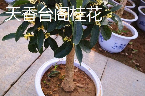 哪些品种的桂花适合家庭盆栽，推荐秋桂、天香台阁桂花等