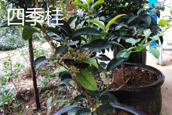 哪些品种的桂花适合家庭盆栽，推荐秋桂、天香台阁桂花等