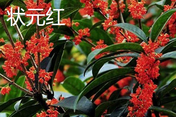 哪些品种的桂花适合家庭盆栽，推荐秋桂、天香台阁桂花等