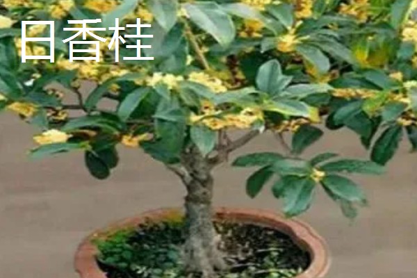 哪些品种的桂花适合家庭盆栽，推荐秋桂、天香台阁桂花等