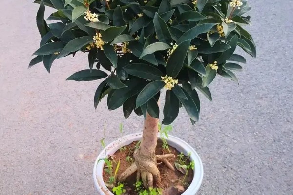 哪些品种的桂花适合家庭盆栽，推荐秋桂、天香台阁桂花等