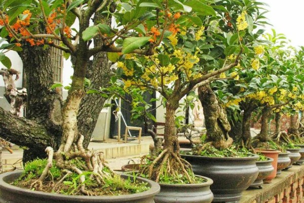 哪些品种的桂花适合家庭盆栽，推荐秋桂、天香台阁桂花等