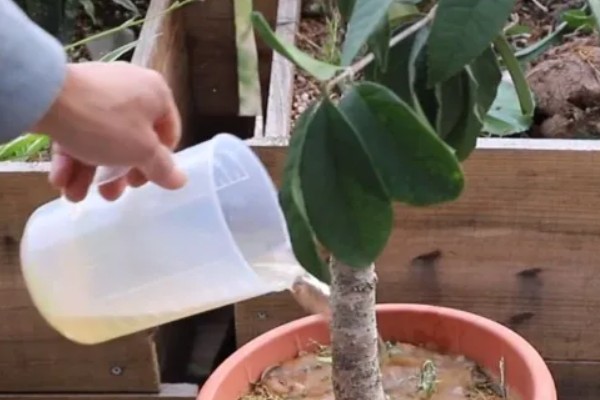 哪些品种的桂花适合家庭盆栽，推荐秋桂、天香台阁桂花等