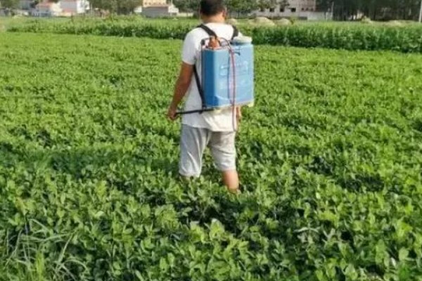 花生黄叶病如何防治，喷药防治是最有效的方式