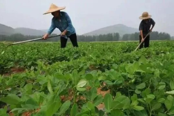 花生黄叶病如何防治，喷药防治是最有效的方式