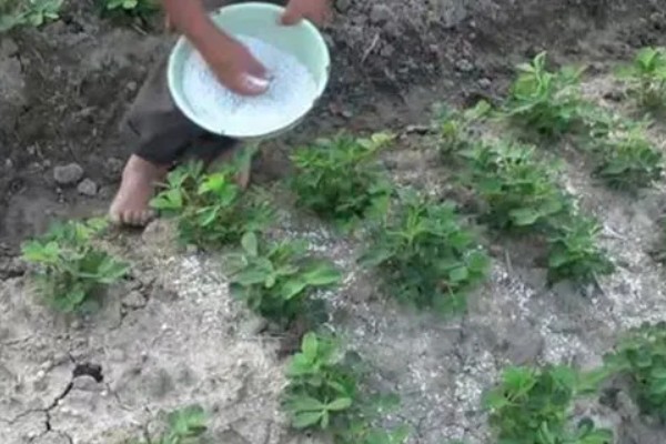 花生黄叶病如何防治，喷药防治是最有效的方式
