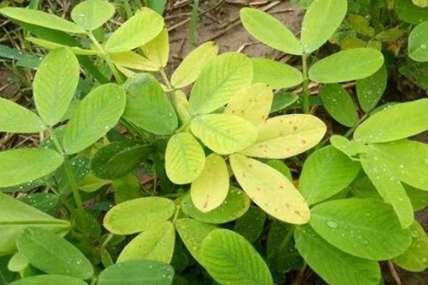 花生黄叶病如何防治，喷药防治是最有效的方式