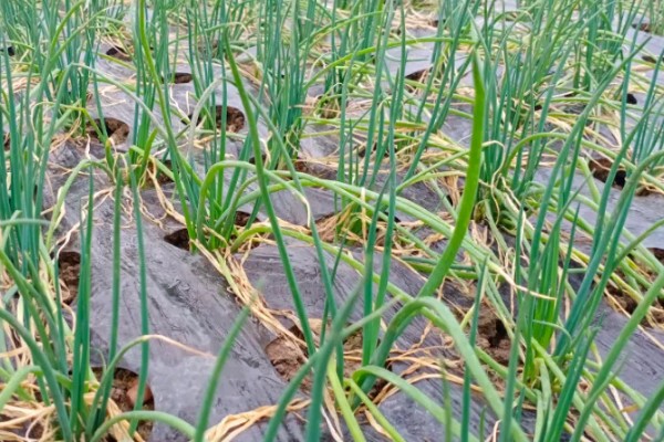 香葱的种植时间，春季或秋季均可种植