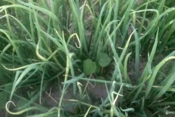 香葱的种植时间，春季或秋季均可种植