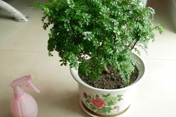 胡椒木一碰就掉叶子的原因，可能是温度不适所致