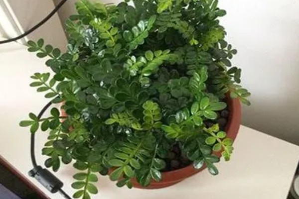 胡椒木一碰就掉叶子的原因，可能是温度不适所致