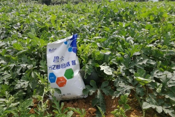 怎么种西瓜，可以选择用播种来进行育苗