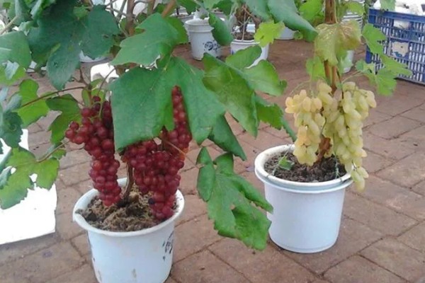 盆栽葡萄什么时候种植好，适宜的生长温度在15-25℃