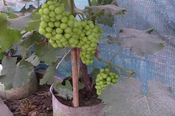 盆栽葡萄什么时候种植好，适宜的生长温度在15-25℃