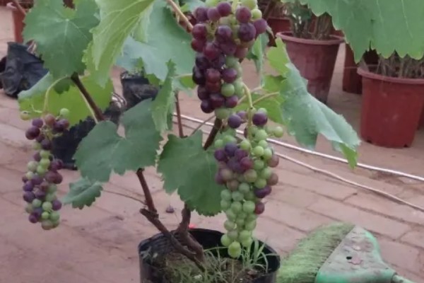 盆栽葡萄什么时候种植好，适宜的生长温度在15-25℃
