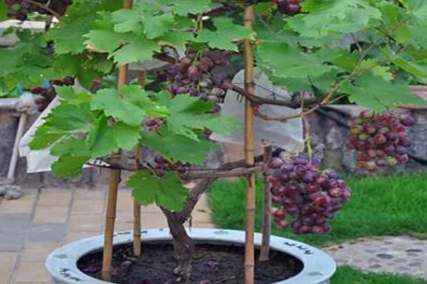 盆栽葡萄什么时候种植好，适宜的生长温度在15-25℃