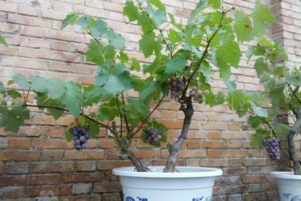 盆栽葡萄什么时候种植好，适宜的生长温度在15-25℃