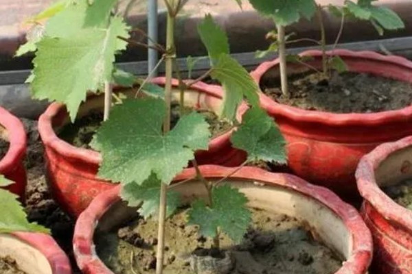盆栽葡萄什么时候种植好，适宜的生长温度在15-25℃