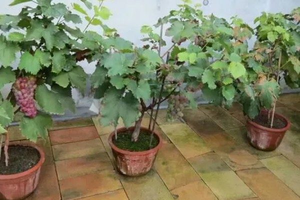 盆栽葡萄什么时候种植好，适宜的生长温度在15-25℃